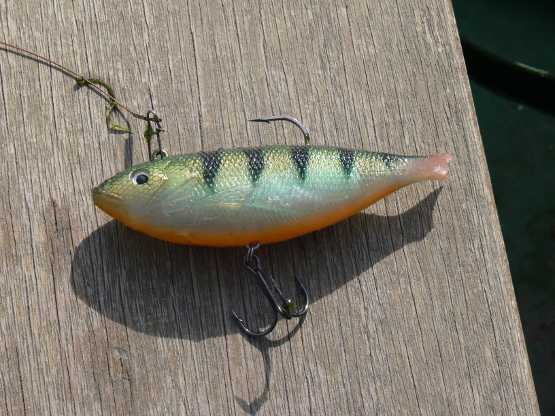 Seeker Shad 2.JPG