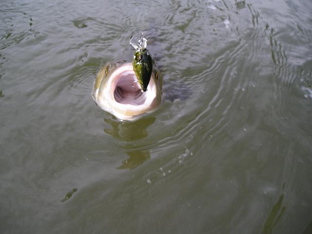 Döbel 2.JPG