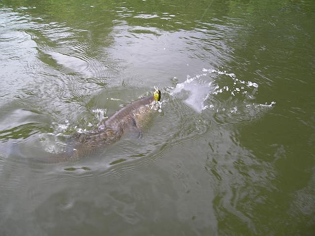 Döbel 1.JPG